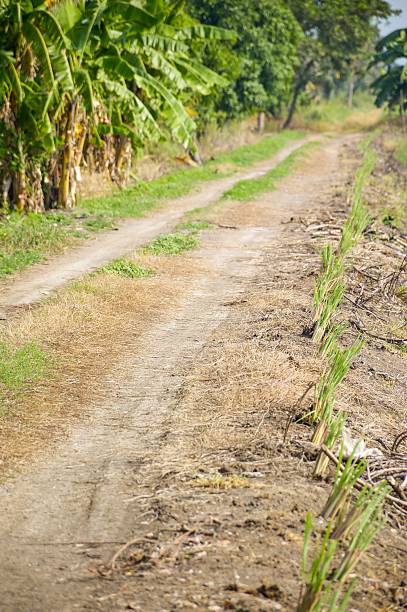 istock dirt road in country Thailand 495493314