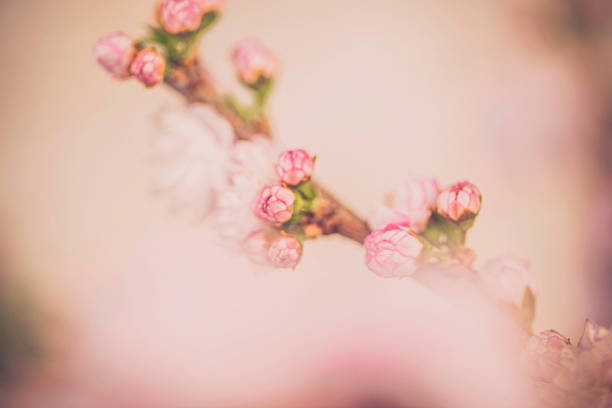 istock Delicate Almond Blossom. Pink natural background 495493858