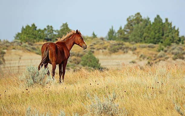 Wild horse Wild horse in Theodore Roosevelt National Park, North Dakota theodore roosevelt national park stock pictures, royalty-free photos & images