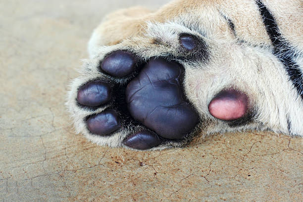 Tiger cub paw. Cute tiger paws close-up. stock photo