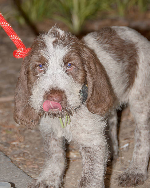 Puppy, 8 week old Spinone Italiano meets new owner stock photo