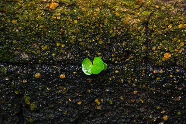 istock Green plant growth on the wet mossy old brick wall 495497724