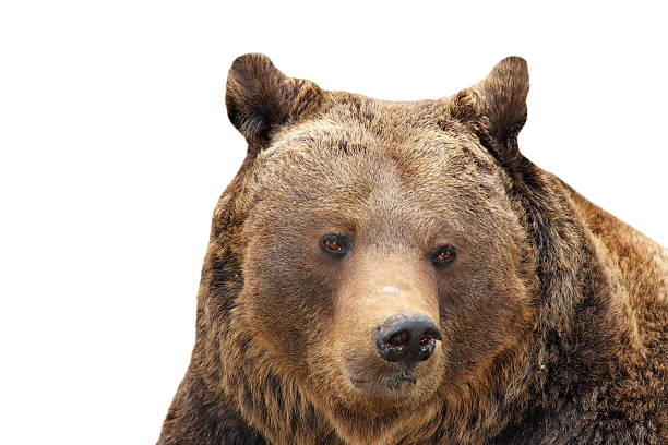 istock big brown bear portrait over white 495502742