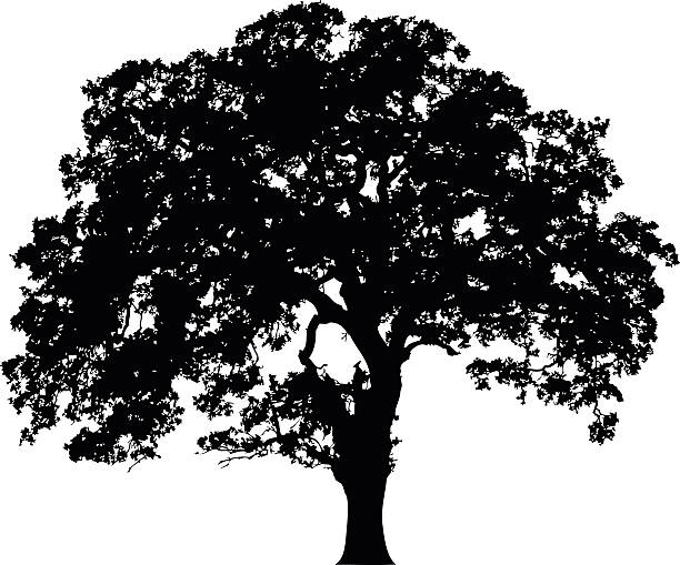 schöne vektor baum silhouette-symbol für websites - laubbaum stock-grafiken, -clipart, -cartoons und -symbole