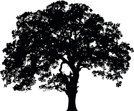 A silhouette of an oak tree