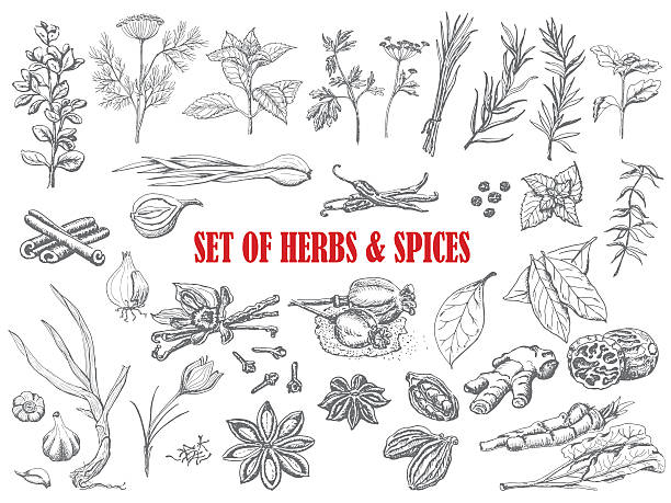 stockillustraties, clipart, cartoons en iconen met set of herbs and spices in sketch style - bieslook illustraties
