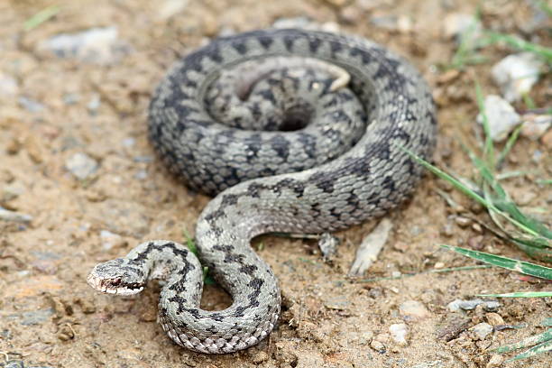 common european adder on the ground common european adder on the ground ( Vipera berus, female ) common adder stock pictures, royalty-free photos & images