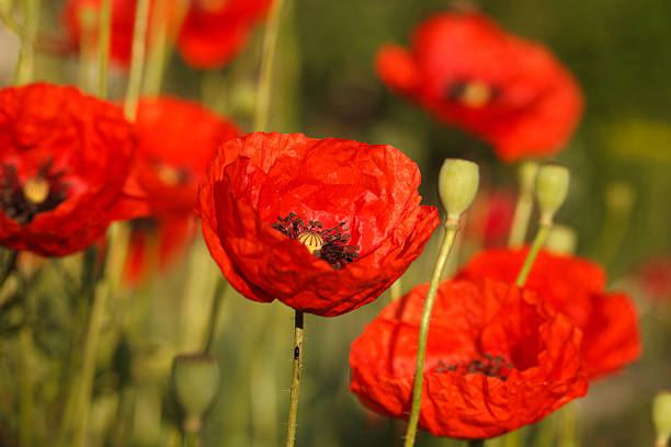 istock Wild red poppies close-up outdoors 495506320