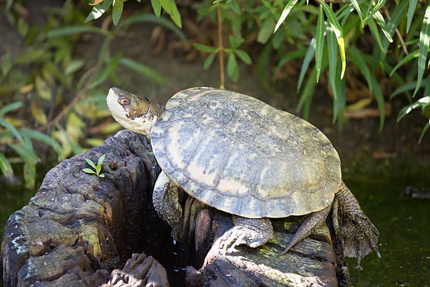 западная болотная черепаха (actinemys marmorata или emys marmorata - marmorata стоковые фото и изображения
