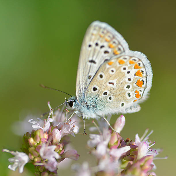 istock Argus butterfly on flower 495506526