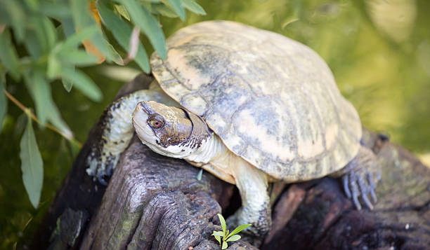 istock Western Pond Turtle (Actinemys marmorata or Emys marmorata) 495506634