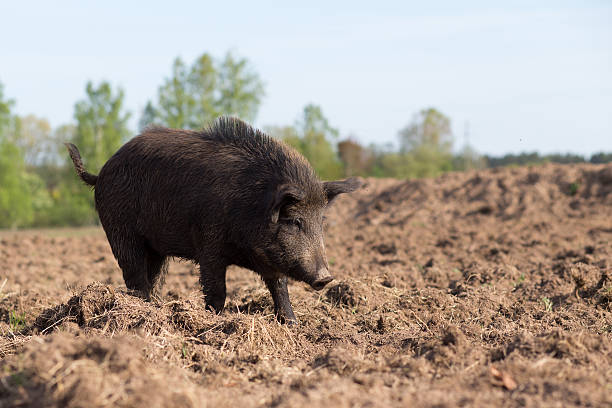 istock Wild boar searching food on field 495506895