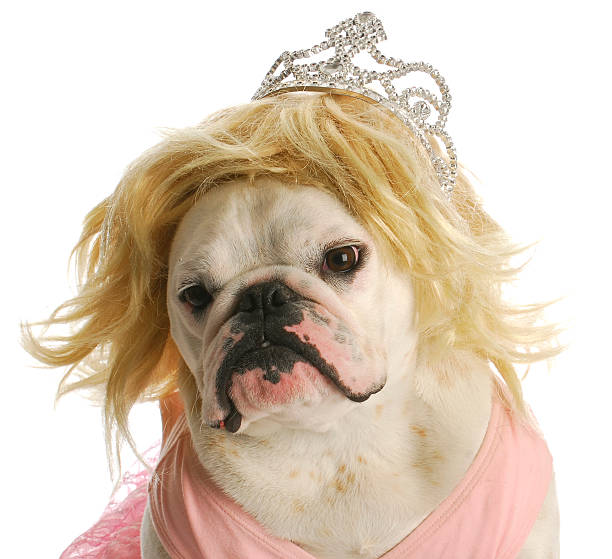 spoiled dog spoiled dog - english bulldog wearing blond wig and tiara fat ugly face stock pictures, royalty-free photos & images