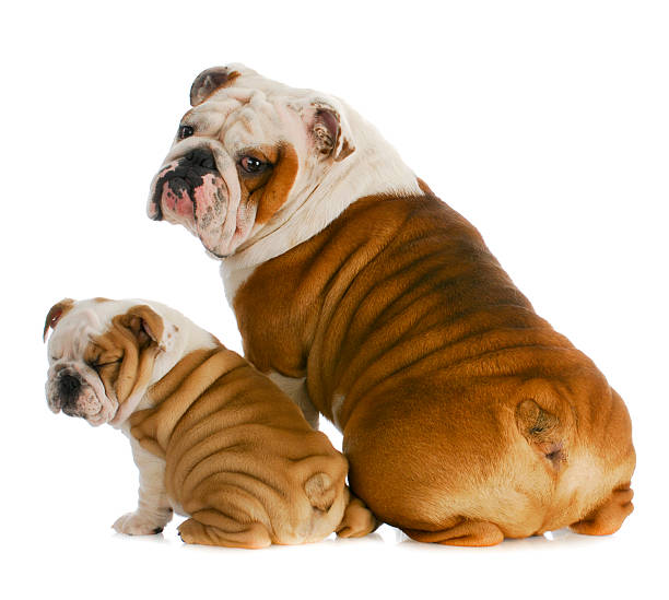 istock dog father and son 495506909