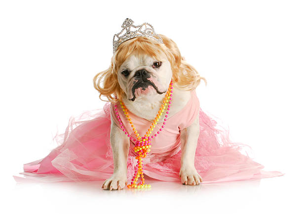 spoiled dog spoiled female dog  - english bulldog dressed like a princess on white background fat ugly face stock pictures, royalty-free photos & images