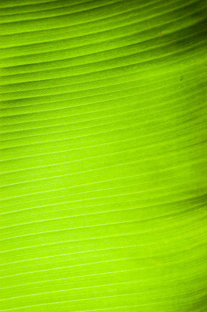 istock Banana leaves are beautiful 495507140