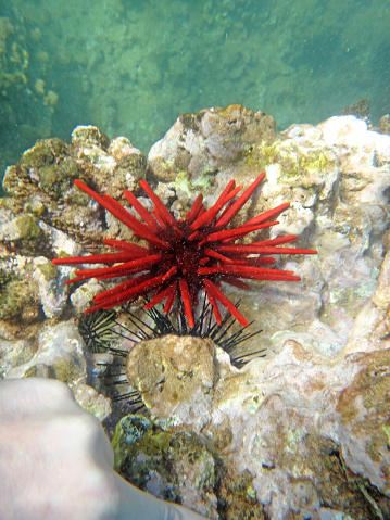 Red sea urchin on coral reef seabed, Hawaii