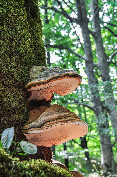 istock mushrooms (