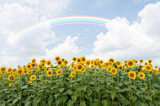 istock Field of sunflowers with rainbow 495507678