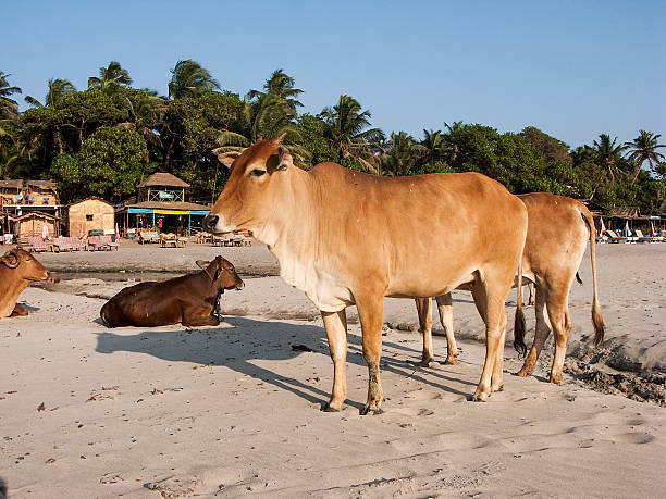 istock Holy cow on the beach 495507753