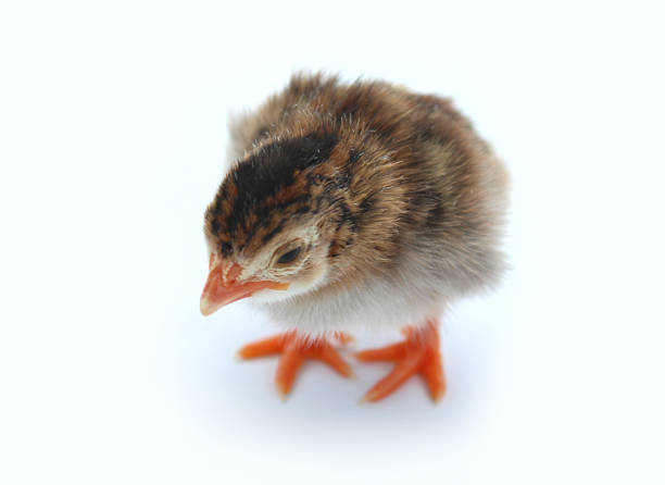 obraz dziecka chick, brązowym i żółtym, perlic z pianki marshmallow - male animal vertebrate one animal guinea fowl zdjęcia i obrazy z banku zdjęć