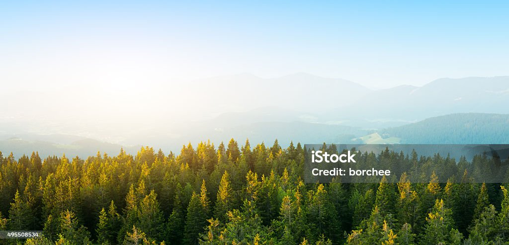 Luftaufnahme auf geräumigen Pine Forest bei Sonnenaufgang - Lizenzfrei Wald Stock-Foto Luftaufnahme auf geräumigen Pine Forest bei Sonnenaufgang - Lizenzfrei Wald Stock-Foto