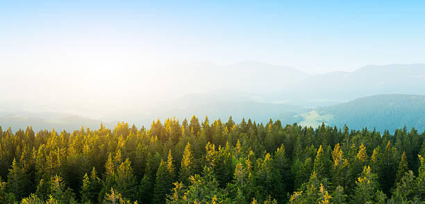 Pemandangan udara di hutan pinus hijau diterangi oleh sinar matahari pagi. Gambar panorama.