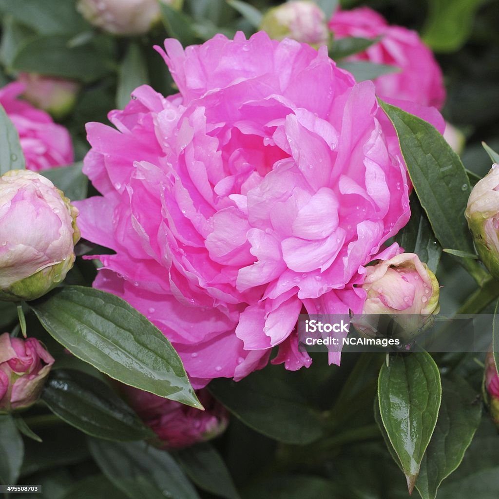 Peonies isolated pink peony flower . Autumn Stock Photo