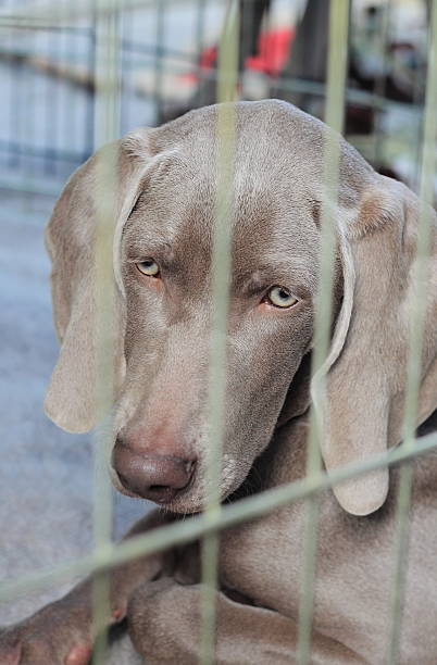 istock Weimaraner puppy in kennel looking sad 495508727