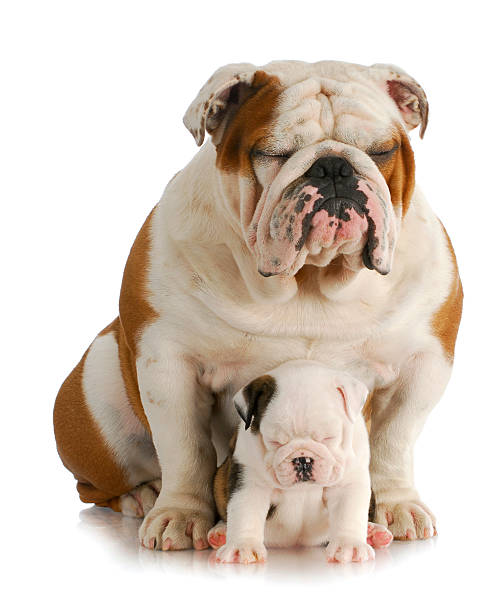 istock bulldog father and daughter 495508933