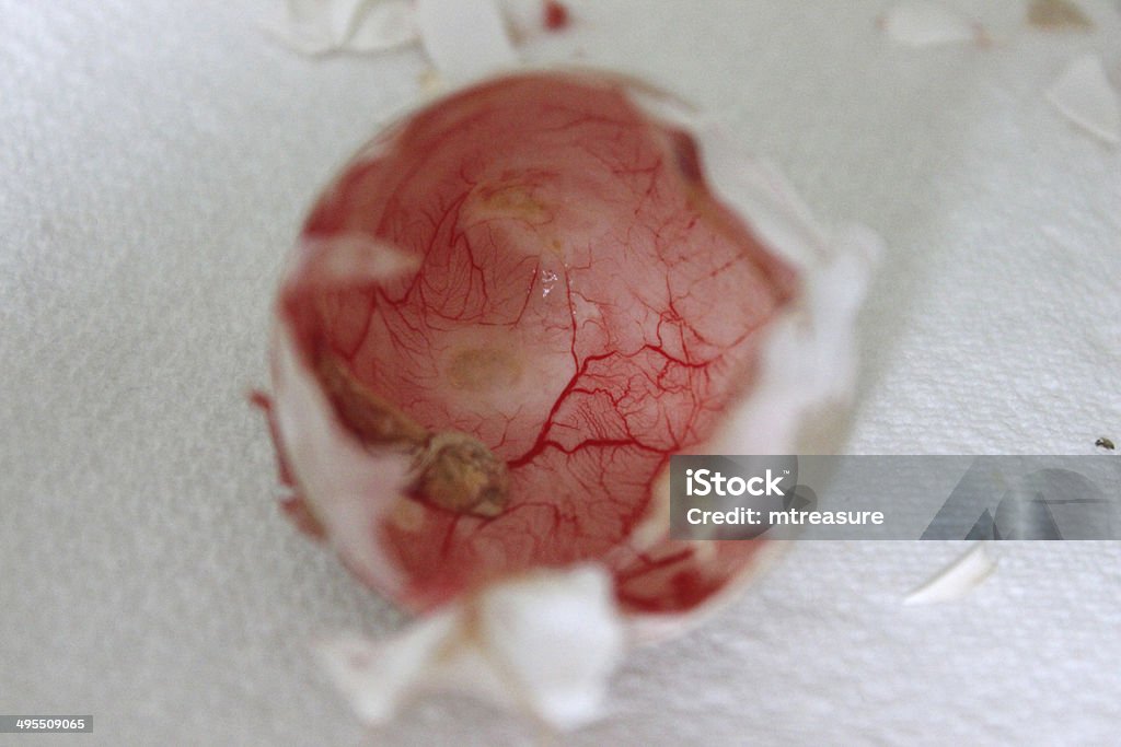 Freshly hatched chicken egg, with veins showing inside the eggshell Photo showing a freshly hatched chicken egg, with veins showing inside the eggshell. Animal Egg Stock Photo