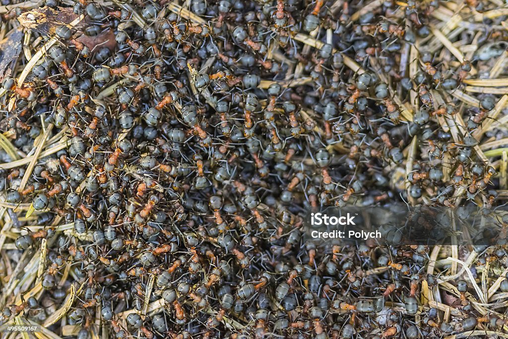 Red Ant de colonia - Foto de stock de Hormiga libre de derechos