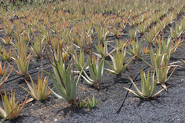 istock Aloe Vera farm 495509175