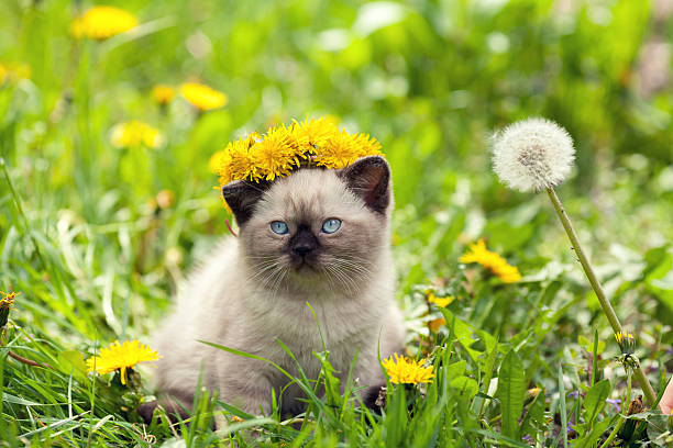 istock little kitten crowned chaplet from the dandelion flowers 495509234
