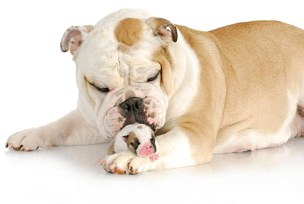 istock dog mother and puppy 495509253