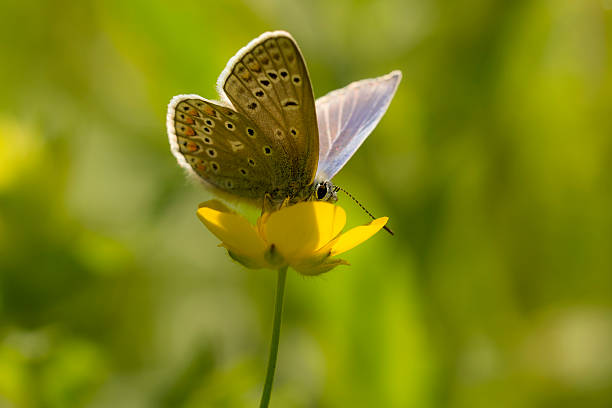 Common blue butterfly feeding nectar out of a buttercup flower