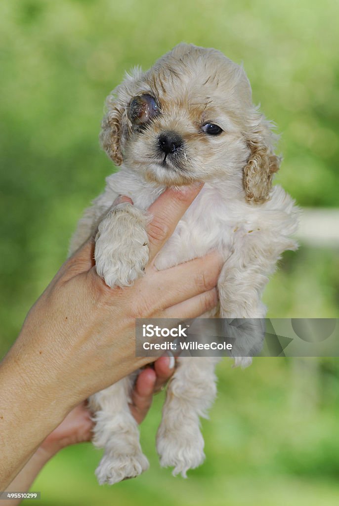 Canino glaucoma - Foto de stock de Agarrar libre de derechos