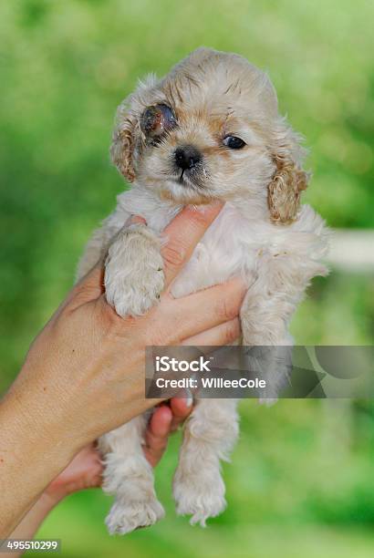 Canino Glaucoma Foto de stock y más banco de imágenes de Agarrar - Agarrar, Anatomía, Animal