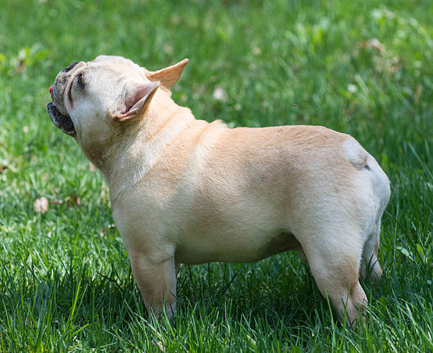 istock french bulldog standing 495510487