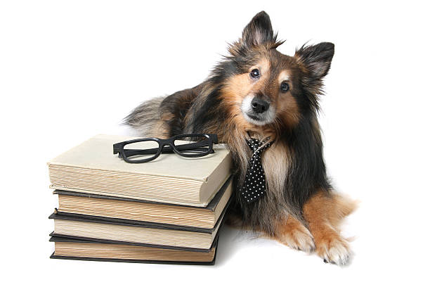 istock Sheltie dog at the office 495512171