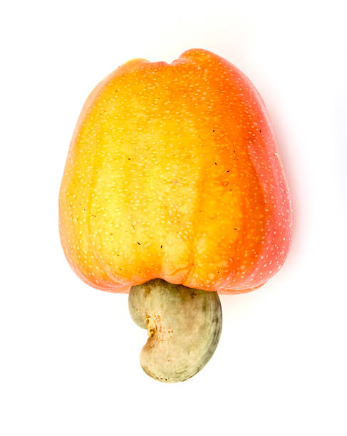 Tropical Cashew fruits on a white background .