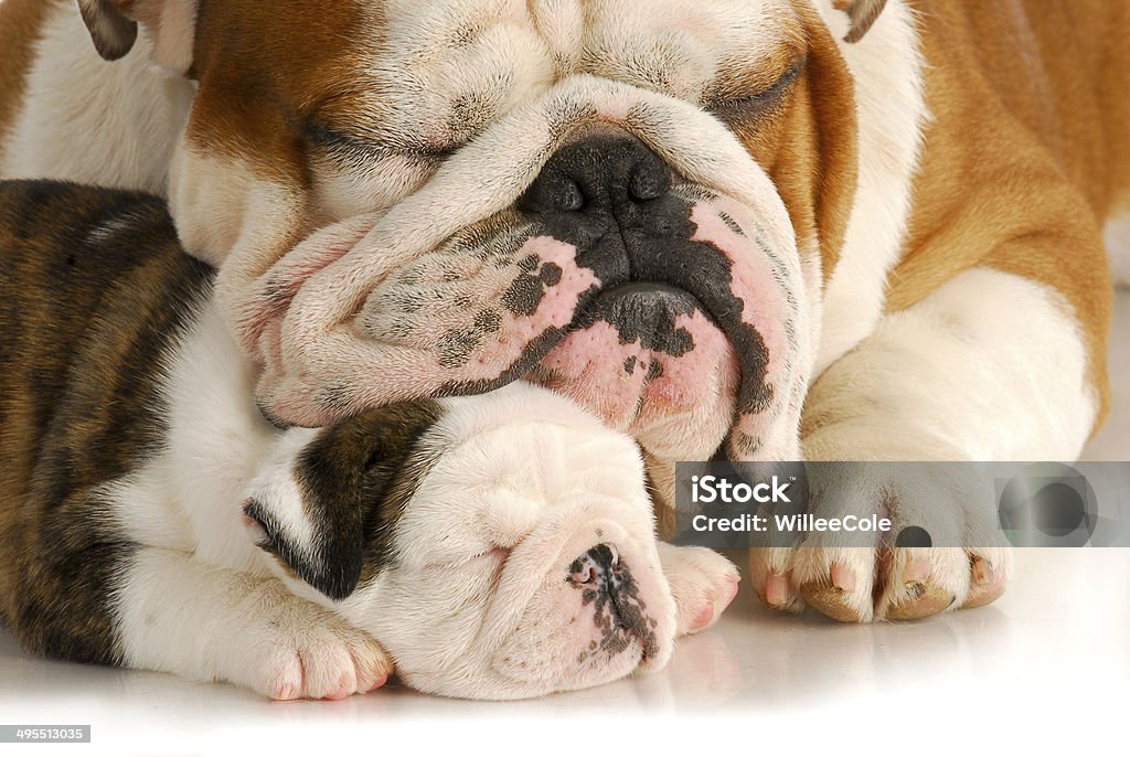 puppy love puppy love - bulldog father and daughter sleeping with reflection on white background Animal Stock Photo