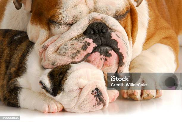 Puppy Love Stock Photo - Download Image Now - Animal, Animal Family, Below