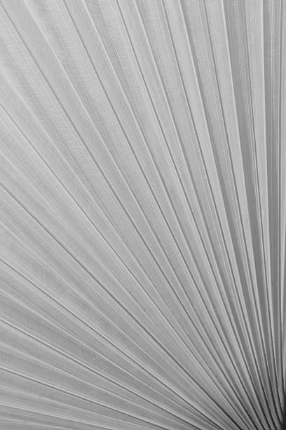 istock Texture of Green palm Leaf on softlight monotone 495513519