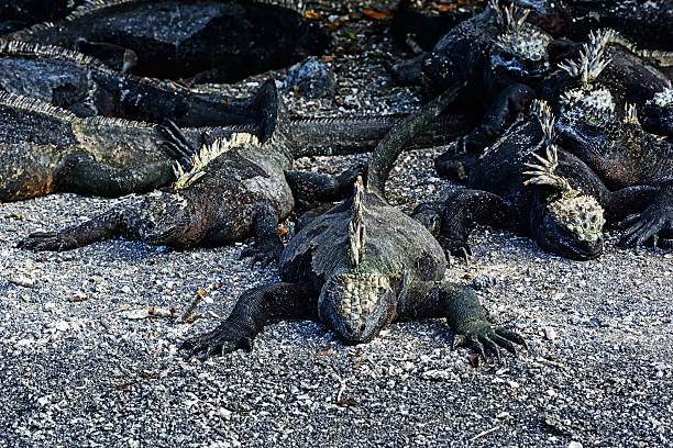 marine iguanas em ilhas galápagos - fernandina beach - fotografias e filmes do acervo