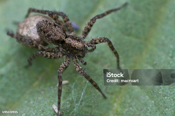 Foto de Lobo Spiders e mais fotos de stock de Animal - Animal, Aranha - Aracnídeo, Aranha Armadeira