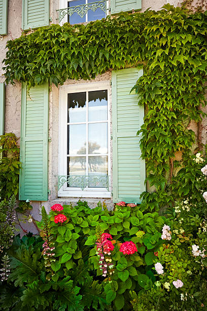 istock Cottage window with shutters and ivy 495517924