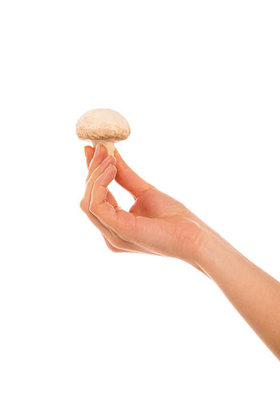 istock Hand holding a champignon mushroom between fingers 495518184