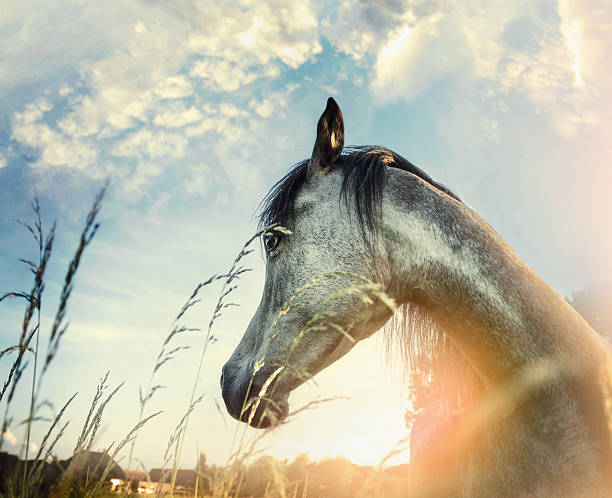 アラビア馬のクローズアップのポートレート自然を背景に沈む夕日 - horse close up non urban scene spring ストックフォトと画像