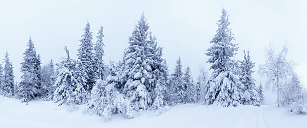 istock Spruce Tree Forest Covered by Snow in Winter Landscape 495518762